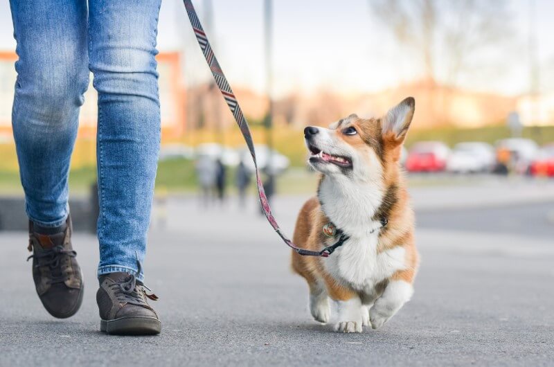 Pessoa levando o cachorro na coleira | Morar em Condomínio | Blog da Tenda