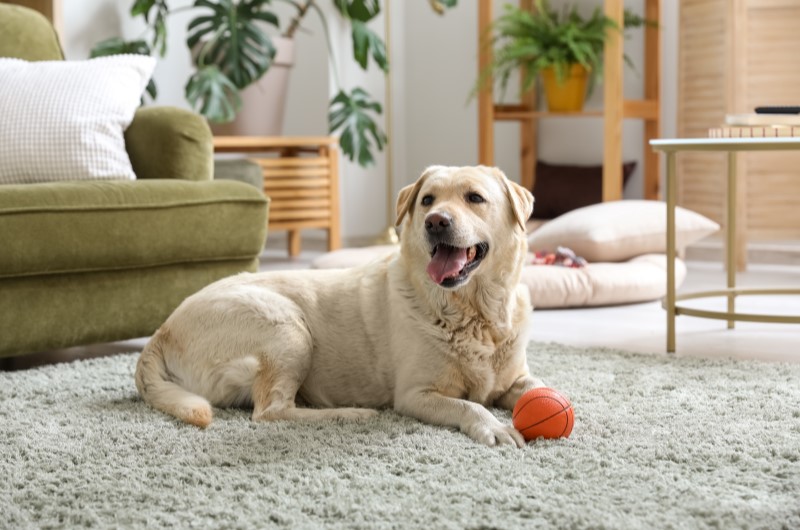 Labrador | Foto de um cachorro labrador sentado ao lado de uma bolinha na sala | Viver em condomínio | Blog da Tenda
