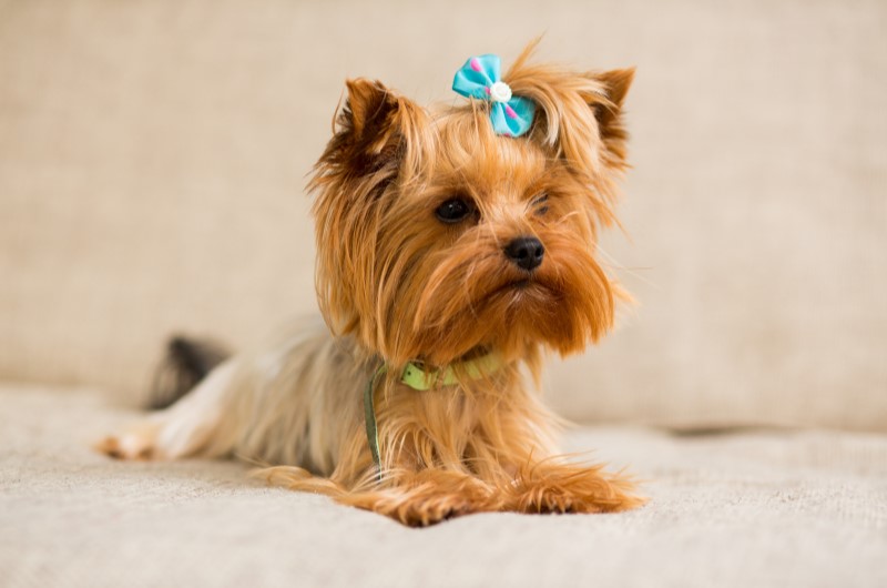 Yorkshire | Foto de um cachorro da raça Yorkshire deitado e com um laço na cabeça | Viver em condomínio | Blog da Tenda