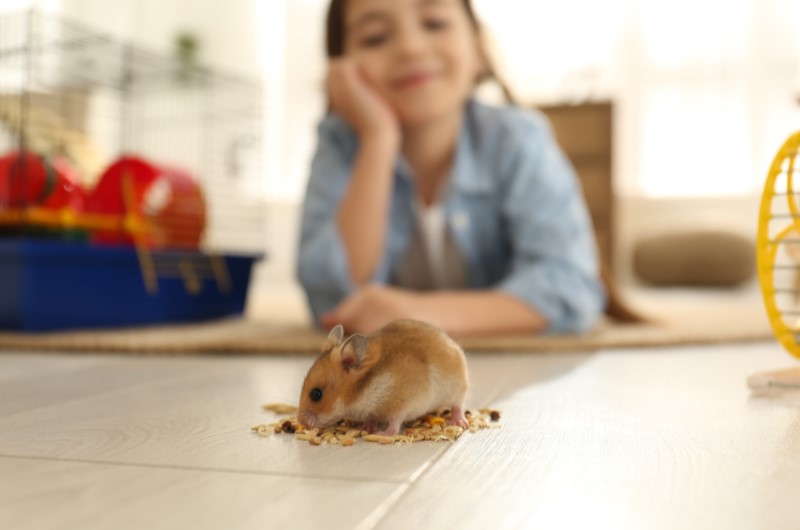 Cuidados com animais de estimação em apartamento | Hamster comendo enquanto criança observa | Viver em Condomínio | Blog da Tenda 