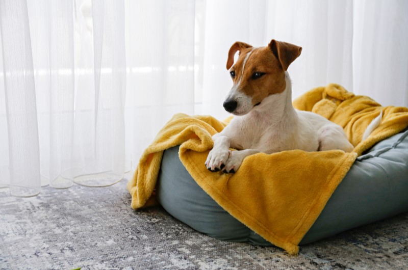 Espaço para pet em apartamento | Cachorro deitado em uma caminha | Casa e Decoração | Blog da Tenda 