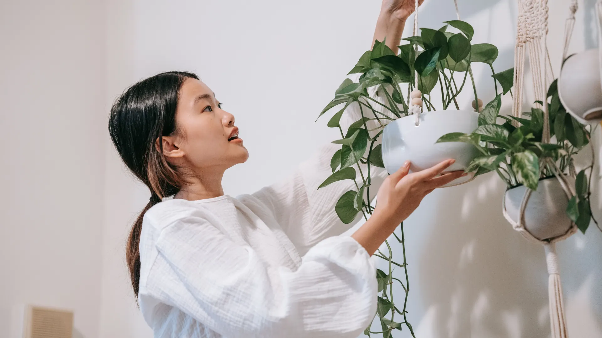 Quais plantas não precisam de água? Como cuidar?