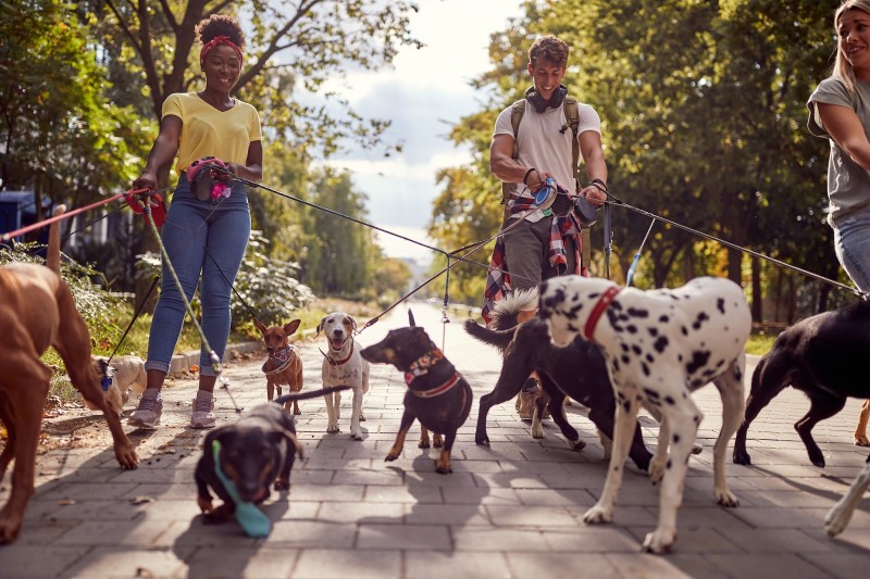 Passeie com cachorros | Foto de pessoas passeando com vários cachorros | Eu Dou Conta